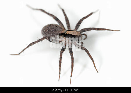 Una femmina di bruciato Wolf spider (Xerolycosa nemoralis) su uno sfondo bianco. Lupo ragni sono parte della famiglia Lycosidae. Foto Stock