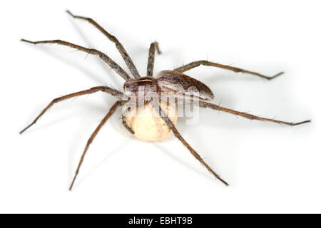 Vivaio femmina Spider Web (Pisaura mirabilis) su uno sfondo bianco. Il ragno sta portando un uovo sac. Famiglia: Pisauridae. Foto Stock