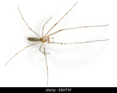 Un maschio tratto comune-spider (Tetragnatha extensa), su uno sfondo bianco, parte della famiglia Tetragnathidae - Long-Jawed Orb-tessitori o Stretch ragni. Foto Stock