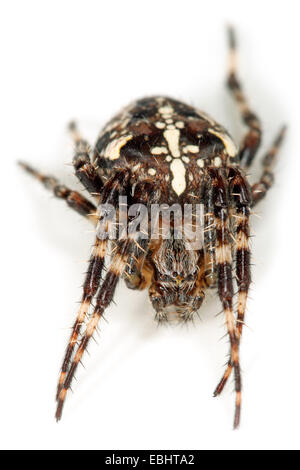 Una croce spider, o giardino Spider (Araneus diadematus) su sfondo bianco. Cross ragni sono parte della famiglia Araneidae - Orbweavers. Foto Stock