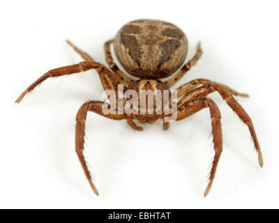 Femmina ragno granchio (Xysticus cristatus) su sfondo bianco. Ragni granchio aree parte della famiglia Thomisidae. Foto Stock