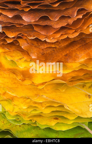 Ricca luminose brillanti colori mutevoli di autunno la caduta visto in foglie di acero in vari stadi del cambiamento e la carie Foto Stock