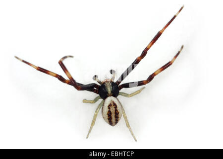 Un maschio oro ragno granchio (Misumena vatia) su sfondo bianco. Famiglia Thomisidae, granchio ragni. Misumena ha il nome comune di fiore ragni granchio. Foto Stock