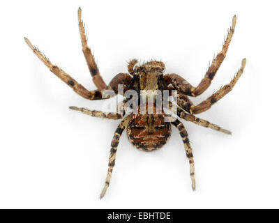 Una femmina di ragno granchio (Xysticus audax) su sfondo bianco. Famiglia Thomisidae, granchio ragni. Foto Stock