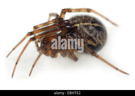 Una femmina Steatoda castanea spider, su uno sfondo bianco. Parte della famiglia Theridiidae - Ragnatela tessitori. Foto Stock