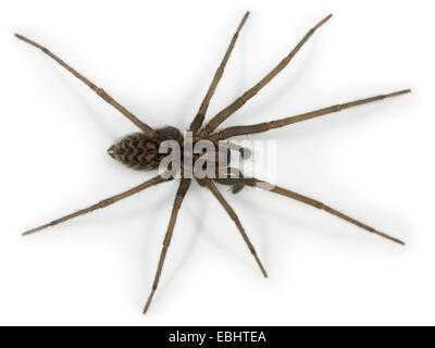 Un bambino maschio di casa-spider (Teganaria atrica), su uno sfondo bianco, parte della famiglia Agelenidae - Imbuto tessitori web. Foto Stock