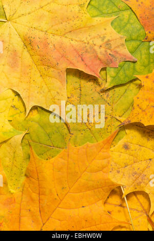 Ricca luminose brillanti colori mutevoli di autunno la caduta visto in foglie di acero in vari stadi del cambiamento e la carie Foto Stock