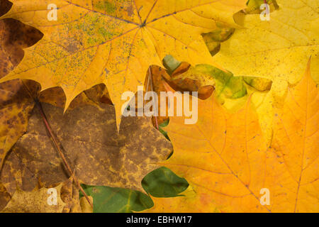 Ricca luminose brillanti colori mutevoli di autunno la caduta visto in foglie di acero in vari stadi del cambiamento e la carie Foto Stock