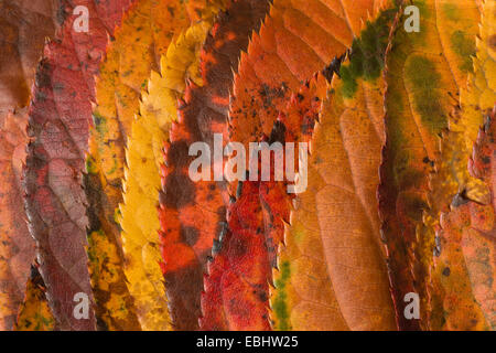 Ricca luminose brillanti colori mutevoli di autunno la caduta visto in foglie di acero in vari stadi del cambiamento e la carie Foto Stock