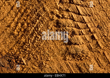 Grano di fine di Rough cut segati in legno di pino superficie mostra dettaglio medulla ray e segni di taglio anelli di età Foto Stock