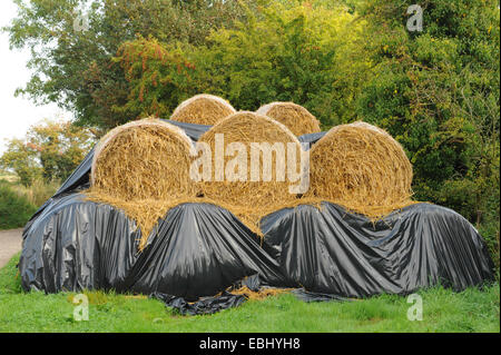 Balle di fieno parzialmente coperto con teli di nero impilati su Cutlers Farm, vicino Styratford upon Avon, Warwickshire, Inghilterra, Regno Unito Foto Stock