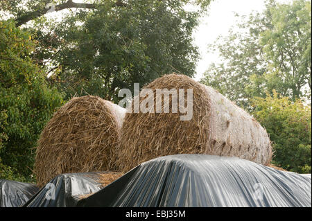 Balle di fieno parzialmente coperto con teli di nero impilati su Cutlers Farm, vicino Styratford upon Avon, Warwickshire, Inghilterra, Regno Unito Foto Stock