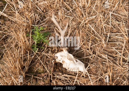 Il cranio di un cervo con corna giacente in un campo in una fattoria vicino a Stratford upon Avon, Warwickshire, Inghilterra, Regno Unito Foto Stock