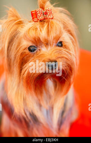 Close up carino Yorkshire Terrier cane giocando in mostra Foto Stock