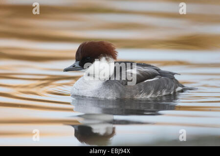 Smew, Mergellus albellus, singolo maschio su acqua, Gloucestershire, Novembre 2014 Foto Stock