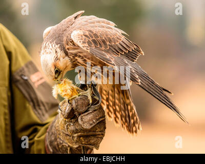 Saker Falcon [ Falco Cherrug ] In posa sul guanto di falconeria, mangiare un pezzo di carne. Foto Stock