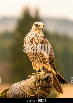 Saker Falcon [ Falco Cherrug ] cercando magnifico in posa sul guanto di falconeria. Foto Stock