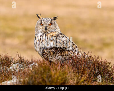 Western Siberian gufo reale (Bubo bubo Sibericus] in posa su una roccia in open heather placcati di macchia. Foto Stock