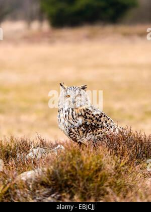 Western Siberian gufo reale (Bubo bubo Sibericus] in posa su una roccia in open heather placcati di macchia. Foto Stock