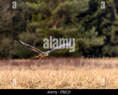 Comune Poiana [Buteo buteo] in pieno volo, ali esteso verso l'alto attraverso una palude con sfondo di foresta. Foto Stock