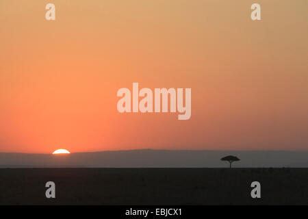 Tramonto africano sul Masai Mara tramonto con il sole parzialmente sopra l'orizzonte Foto Stock