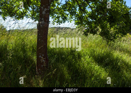 Albero in un prato estivo, erba che cresce sotto albero Repubblica Ceca Foto Stock