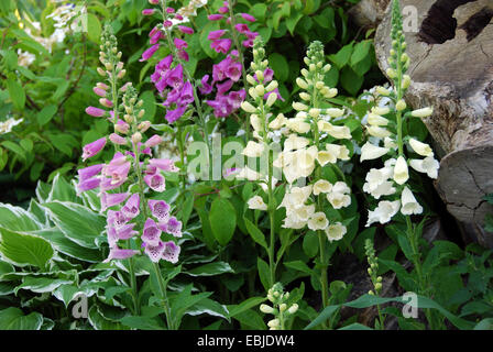 Giardino varietà di foxgloves, Londra, Regno Unito. Foto Stock