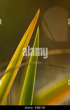 Iris gialla, bandiera gialla (Iris pseudacorus), lascia in controluce, in Germania, in Renania Palatinato Foto Stock