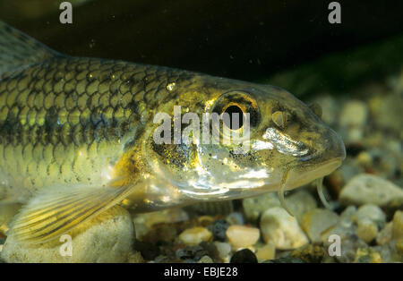 Spinotto (Gobio gobio), ritratto, Germania Foto Stock