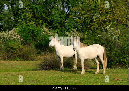 Cavalli domestici (Equus przewalskii f. caballus), Free-roaming cavalli bianchi al Delta Pinios, Grecia, Macedonia Foto Stock