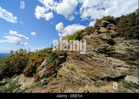 Roughtail rock AGAMA SA, hardun (Agama stellio, Stellio stellio), la parete di roccia sulla penisola, habitat del hardun, Grecia CALCIDICA Foto Stock