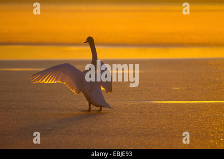 Cigno (Cygnus olor), al tramonto su un lago ghiacciato con ante aperte, Austria, Rheindelta NSG Foto Stock