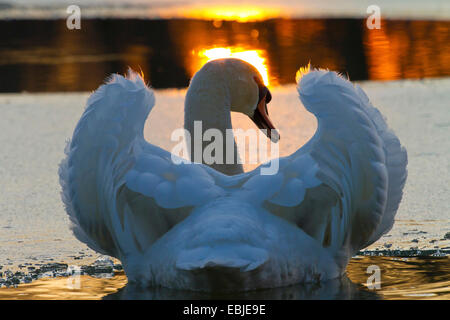 Cigno (Cygnus olor), al tramonto su un lago ghiacciato, Austria, Rheindelta NSG Foto Stock