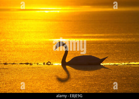 Cigno (Cygnus olor), al tramonto su un lago ghiacciato, Austria, Rheindelta NSG Foto Stock