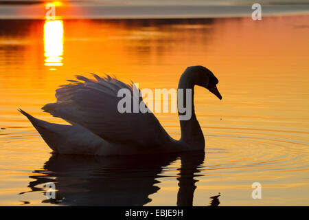 Cigno (Cygnus olor), al tramonto su un lago, Austria, Rheindelta NSG Foto Stock