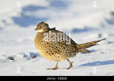 Il fagiano comune, Caucaso, Fagiano Fagiano caucasico (Phasianus colchicus), femmina in inverno, Germania, Schleswig-Holstein Foto Stock