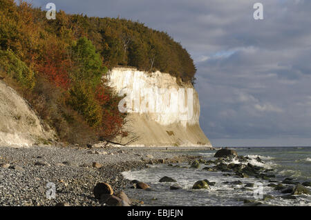 Vista lungo la costa di gesso, Germania, Meclemburgo-Pomerania, Ruegen, Nationalpark Jasmund Foto Stock