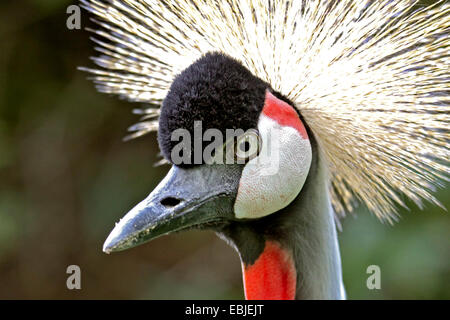 Crowned Crane (Balearica pavonina), ritratto Foto Stock