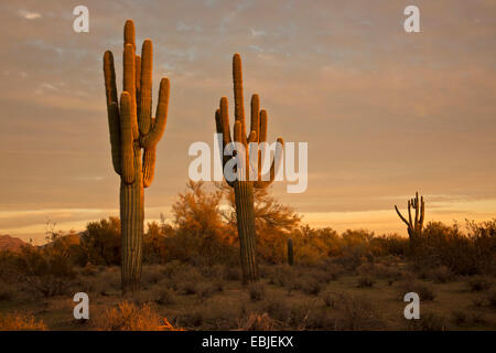 Cactus saguaro (Carnegiea gigantea, Cereus giganteus), Grandi individui nella luce della sera, USA, Arizona, Phoenix Foto Stock