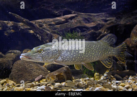 Pike, northern luccio (Esox lucius), grande femmina alla massa di ciottoli di fiume Foto Stock