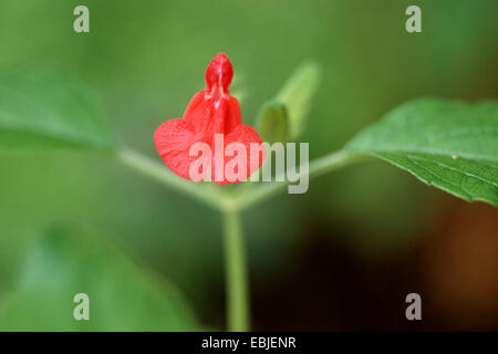 Baby salvia, Graham sage, ribes nero salvia (Salvia microphylla), fiore Foto Stock