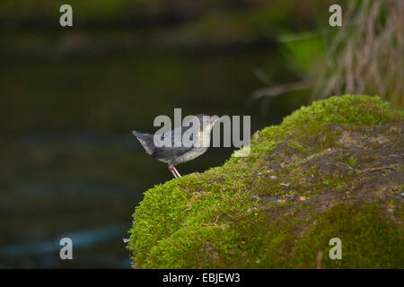 Bilanciere (Cinclus cinclus), squeaker sulla roccia di muschio in un torrente, Svizzera, Sankt Gallen Foto Stock