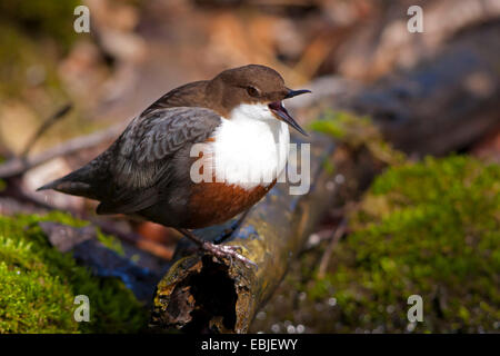 Bilanciere (Cinclus cinclus), seduto su un ramo in creek cantando, Svizzera, Sankt Gallen Foto Stock