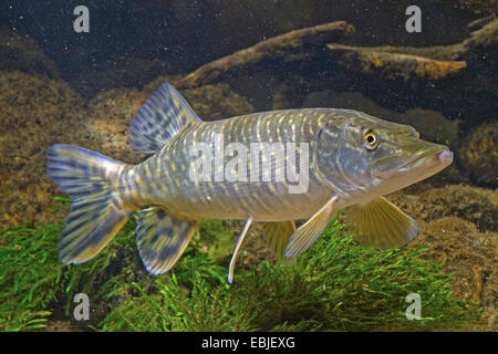 Pike, northern luccio (Esox lucius), milkner presso la massa di ciottoli di fiume Foto Stock