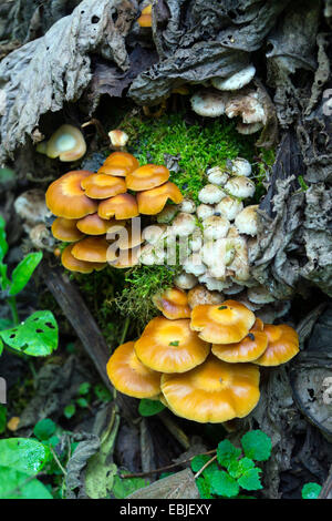 Giallo e bianco di funghi che crescono su albero morto il moncone Foto Stock