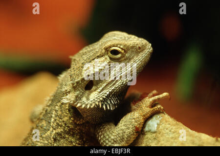 Entroterra drago barbuto, Central barbuto dragon (Pogona vitticeps), ritratto Foto Stock