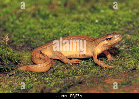 Newt liscia (Triturus vulgaris, Lissotriton vulgaris ), su MOSS, Germania Foto Stock