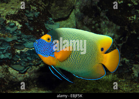 Giallo-di fronte angelfish, blu-face angelfish, yellowface angelfish (Pomacanthus xanthometopon), vista laterale Foto Stock