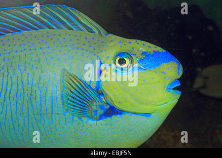 Bignose unicornfish, zebra unicornfish, Vlaming's unicornfish (Naso vlamingii), vista laterale Foto Stock