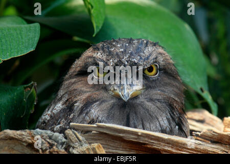 Bruno frogmouth (Podargus strigoides), ritratto Foto Stock